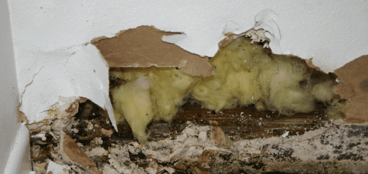 mold-removal-from-drywall-Cherry Hill, NJ