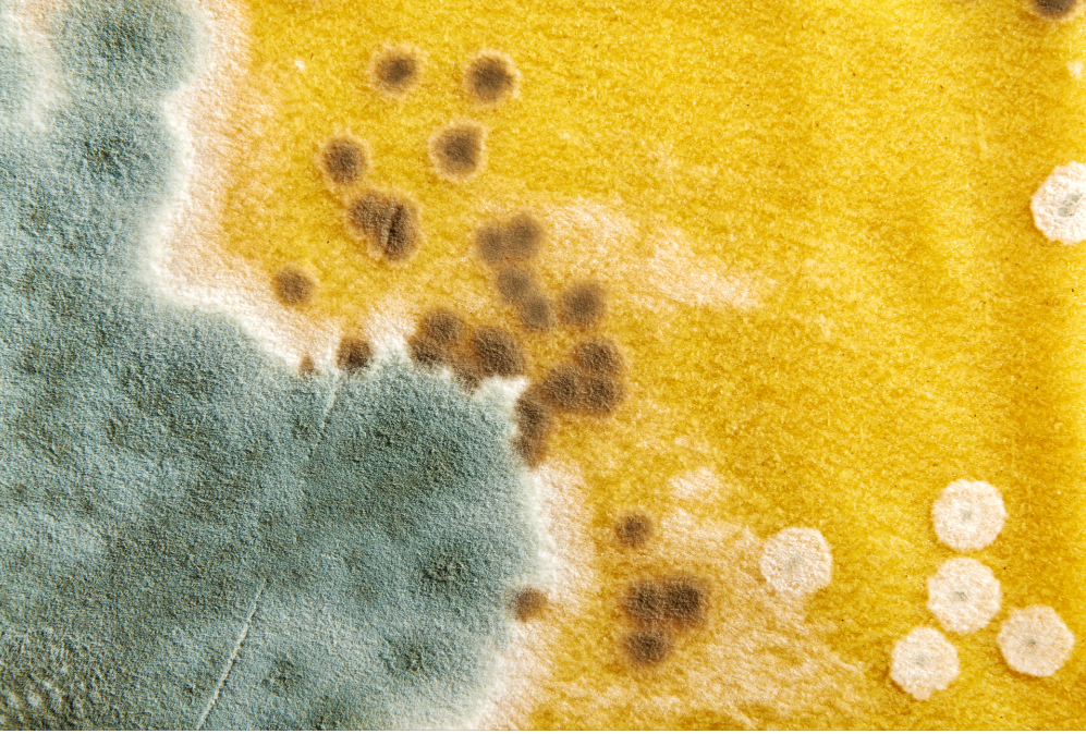 mold-dangers-to-health