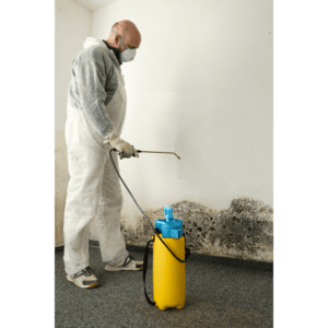 mold-remediation