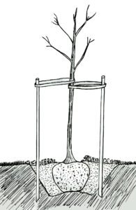 Tree Support and Staking Tree Support and Staking