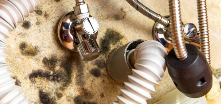 mold inside the water pipes and around the plumbing system