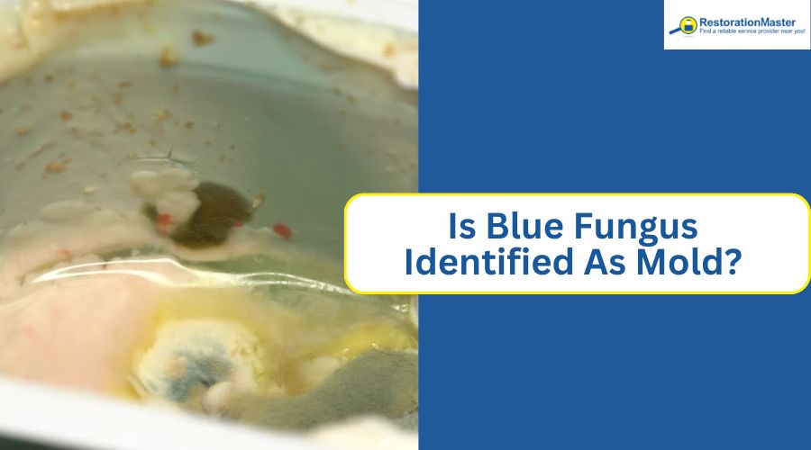 can mold be in blue color can mold be in blue color