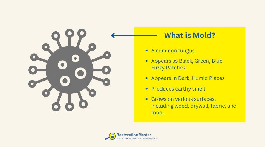 what is mold what is mold