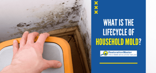 The Lifecycle of Household Mold - RestorationMaster