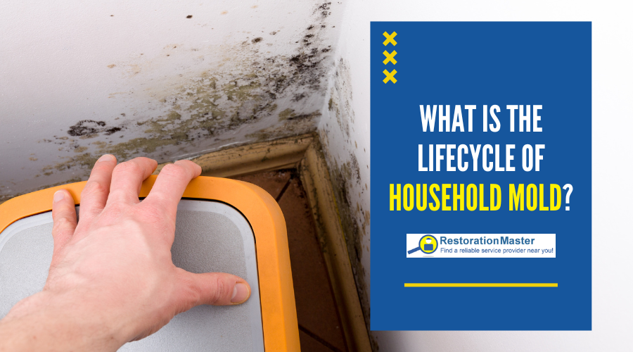 The Lifecycle of Household Mold - RestorationMaster