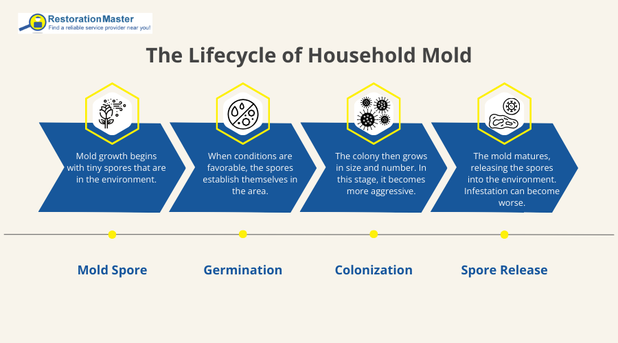 The Lifecycle of Mold - RestorationMaster