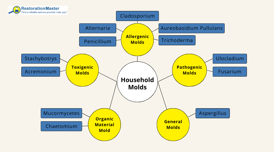 Types of Household Molds - RestorationMaster