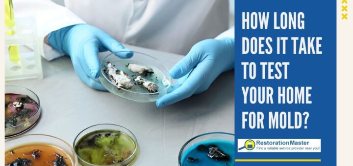 how long does it take to test your home for mold