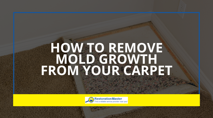 How to Remove Mold from Carpet How to Remove Mold from Carpet
