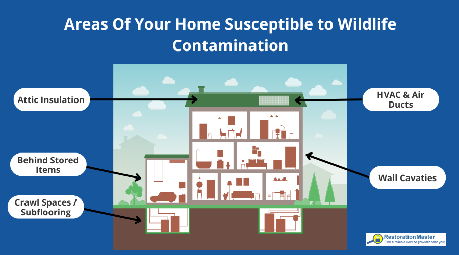 Wildlife Contamination in Your Home - RestorationMaster
